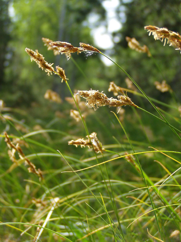 Image of Carex colchica specimen.