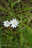 Cerastium longifolium