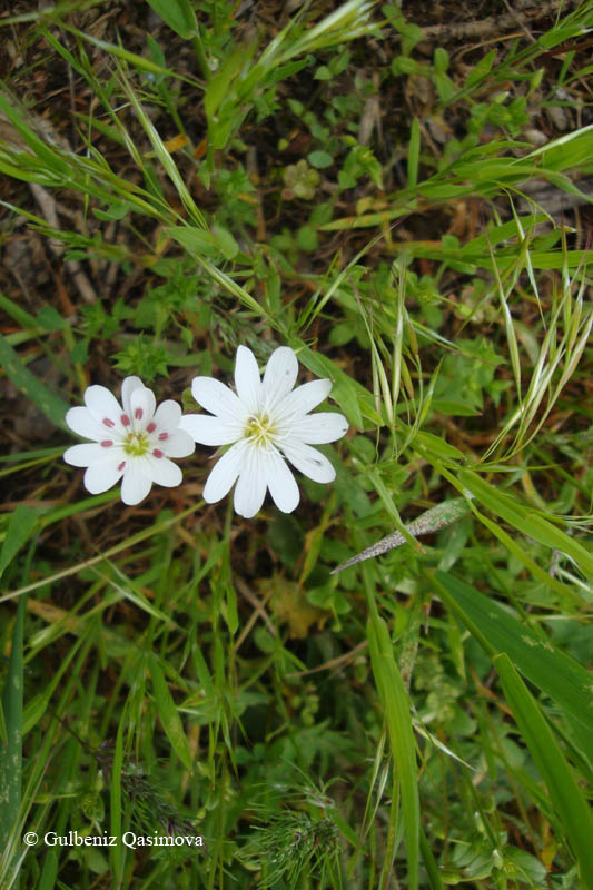 Изображение особи Cerastium longifolium.