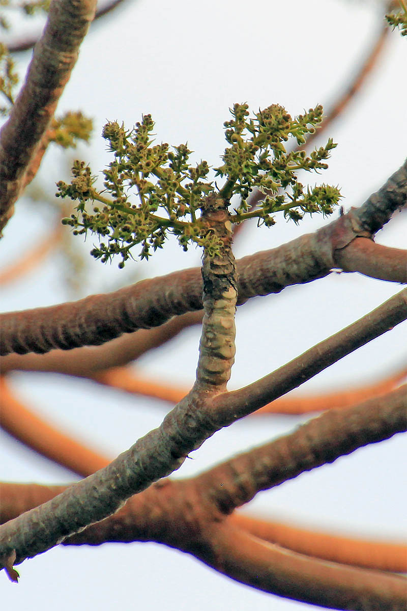 Image of Sterculia urens specimen.