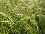 Stipa capillata