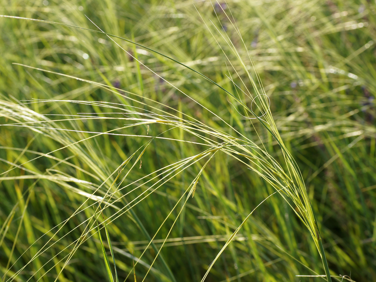 Изображение особи Stipa capillata.