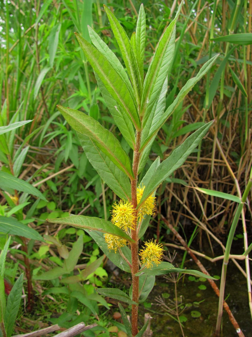 Изображение особи Naumburgia thyrsiflora.