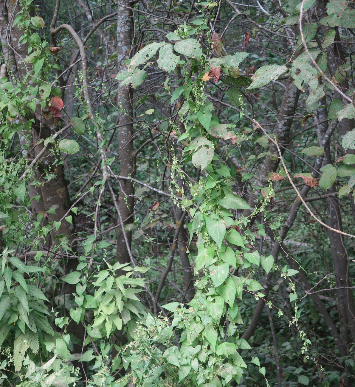 Image of Fallopia dumetorum specimen.