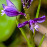 Polygala comosa