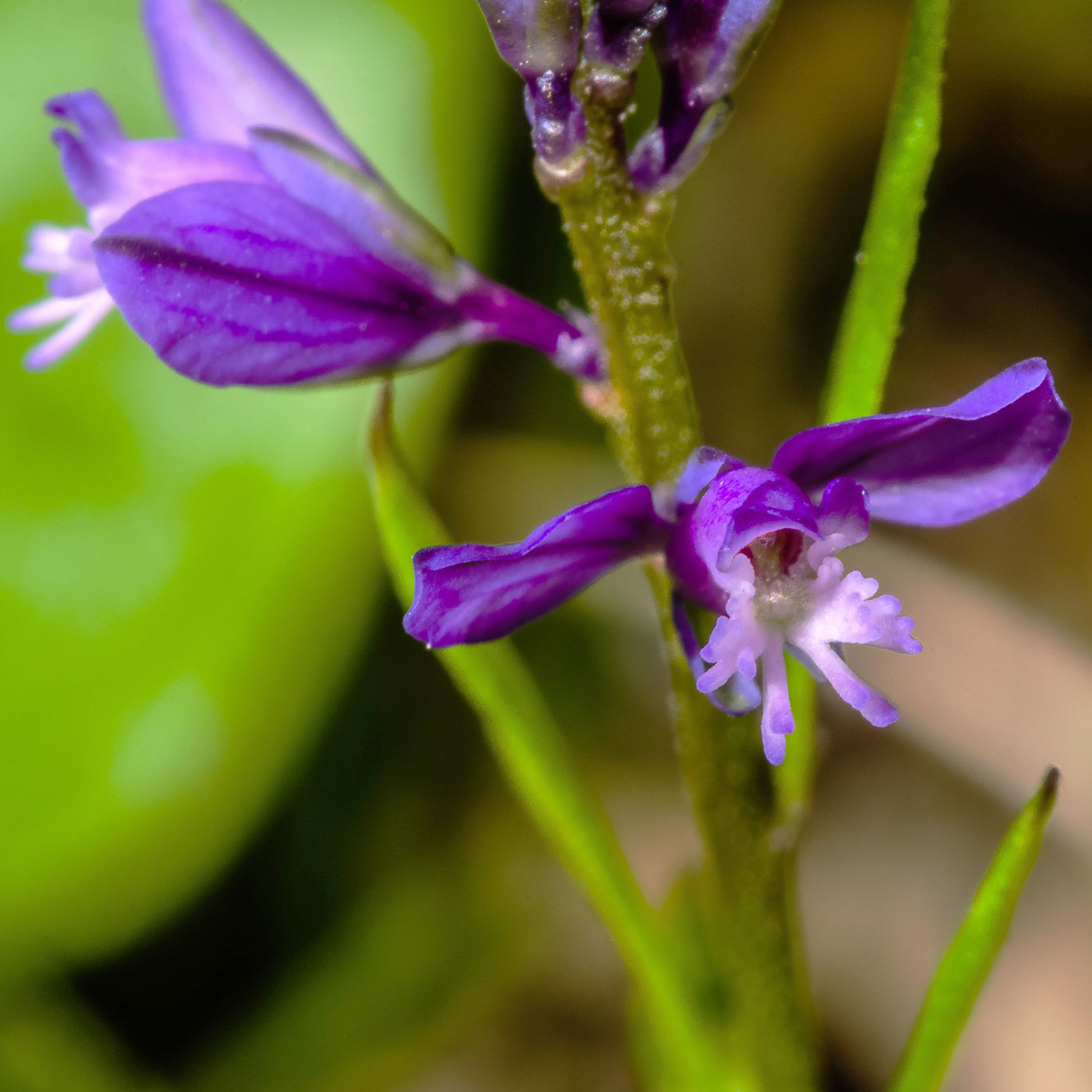 Изображение особи Polygala comosa.