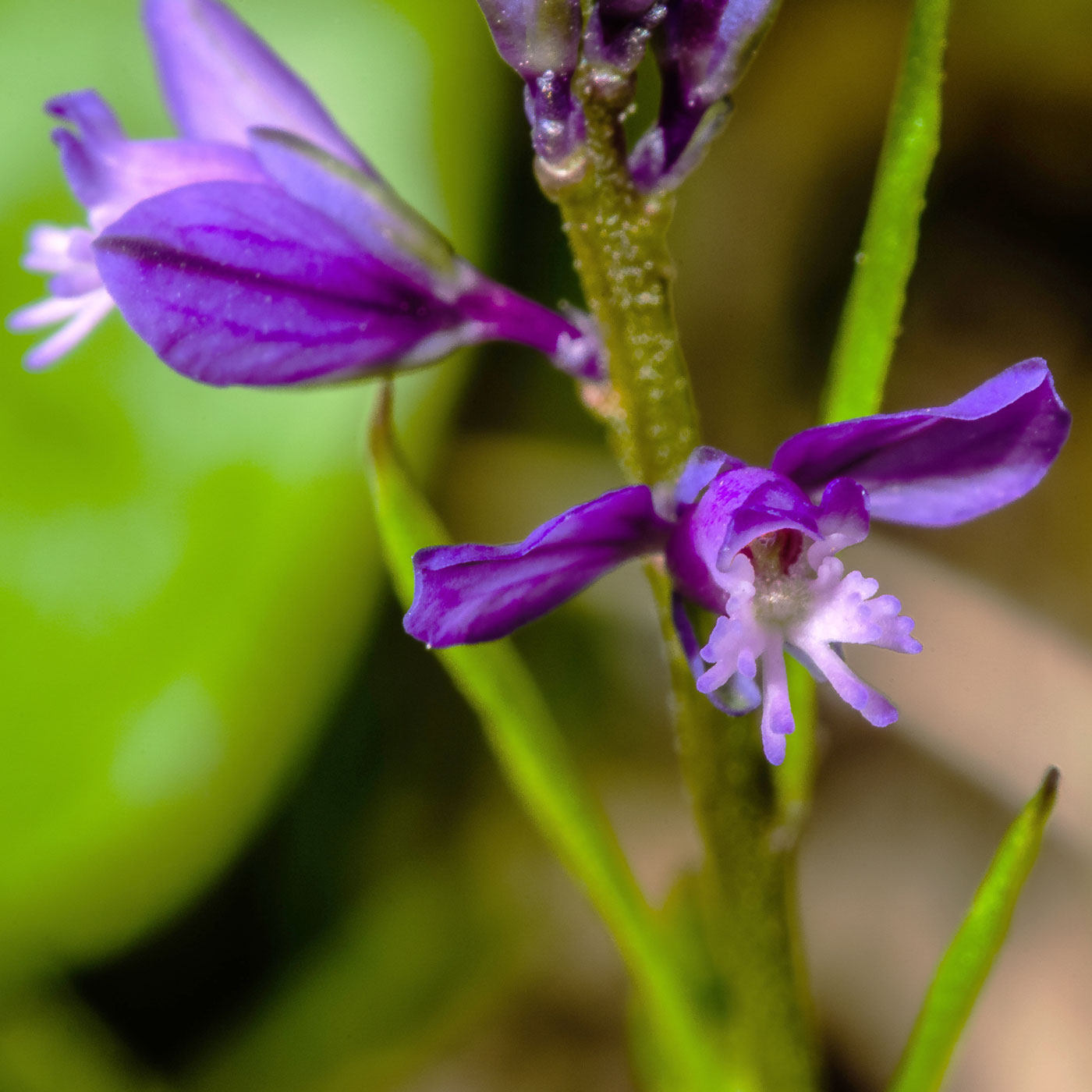 Image of Polygala comosa specimen.