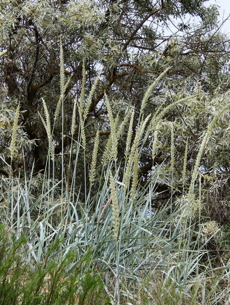 Изображение особи Leymus racemosus ssp. sabulosus.