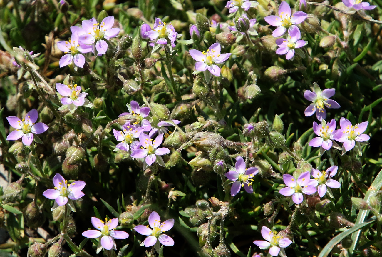 Image of Spergularia media specimen.