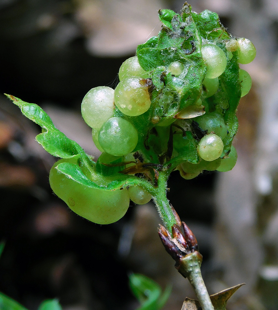 Изображение особи Quercus pubescens.