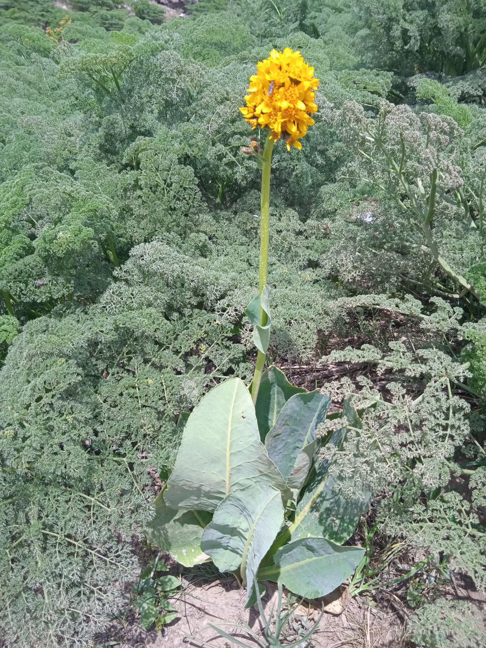 Изображение особи Ligularia alpigena.