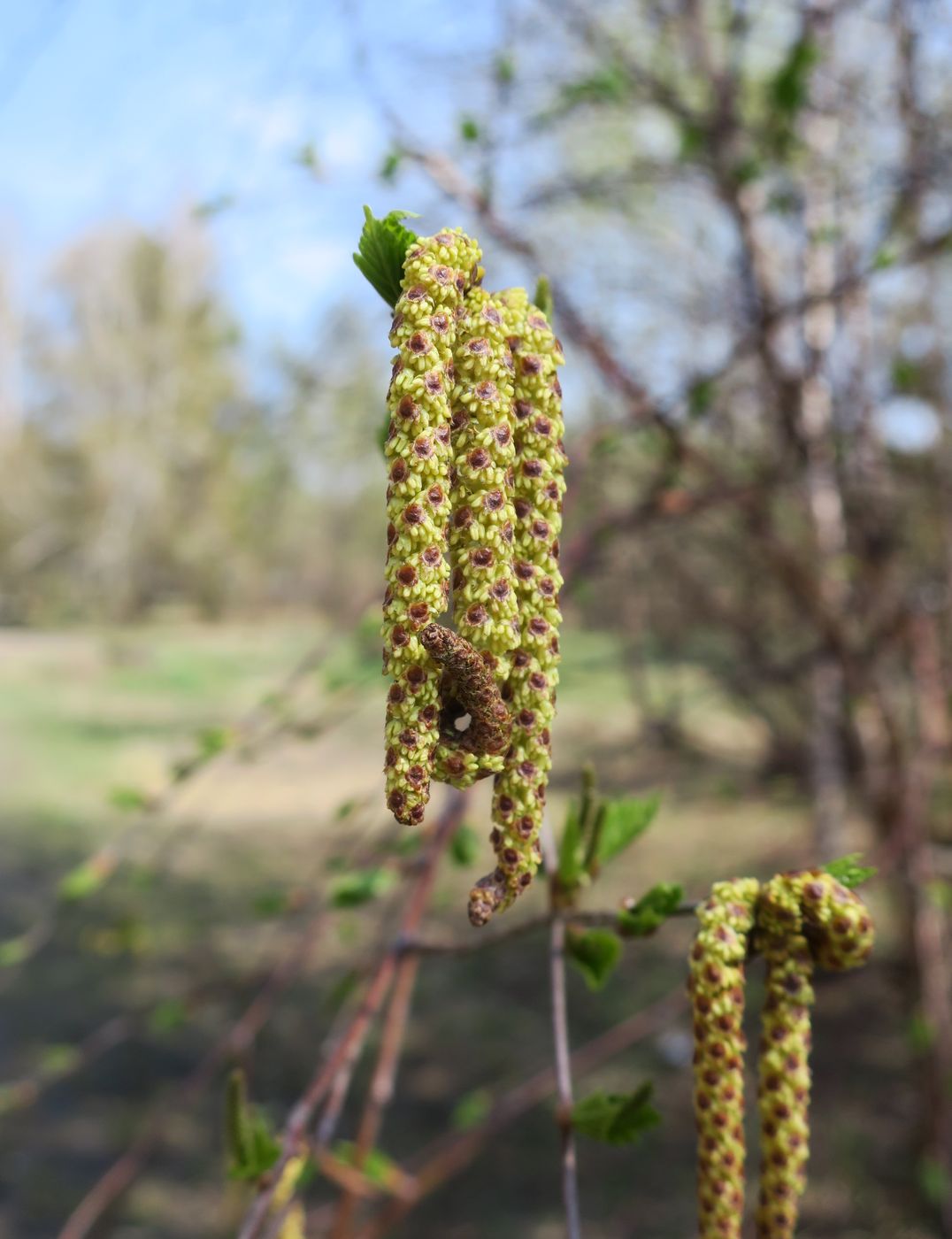 Изображение особи Betula platyphylla.