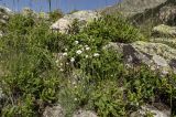 Minuartia circassica