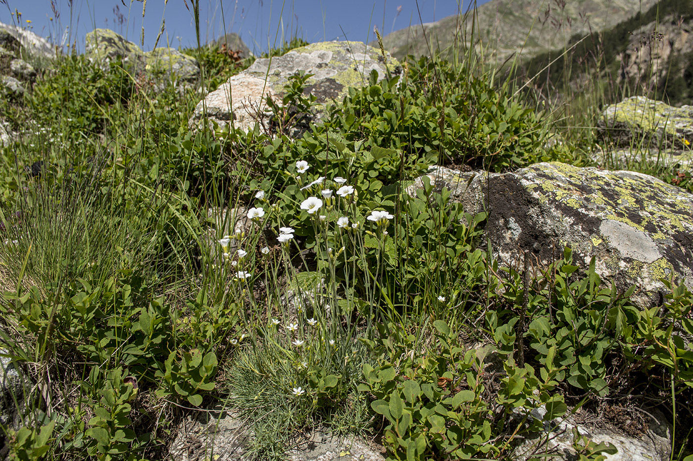 Image of Minuartia circassica specimen.