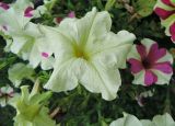 Petunia × atkinsiana. Цветок. Москва, Новогиреево, ул. Кусковская, в культуре. 10.08.2016.