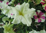 Petunia × hybrida. Цветок. Москва, Новогиреево, ул. Кусковская, в культуре. 10.08.2016.