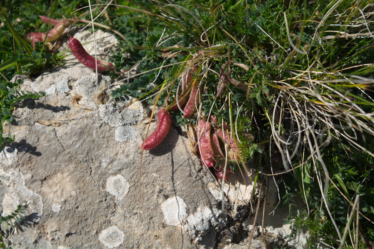 Image of genus Astragalus specimen.