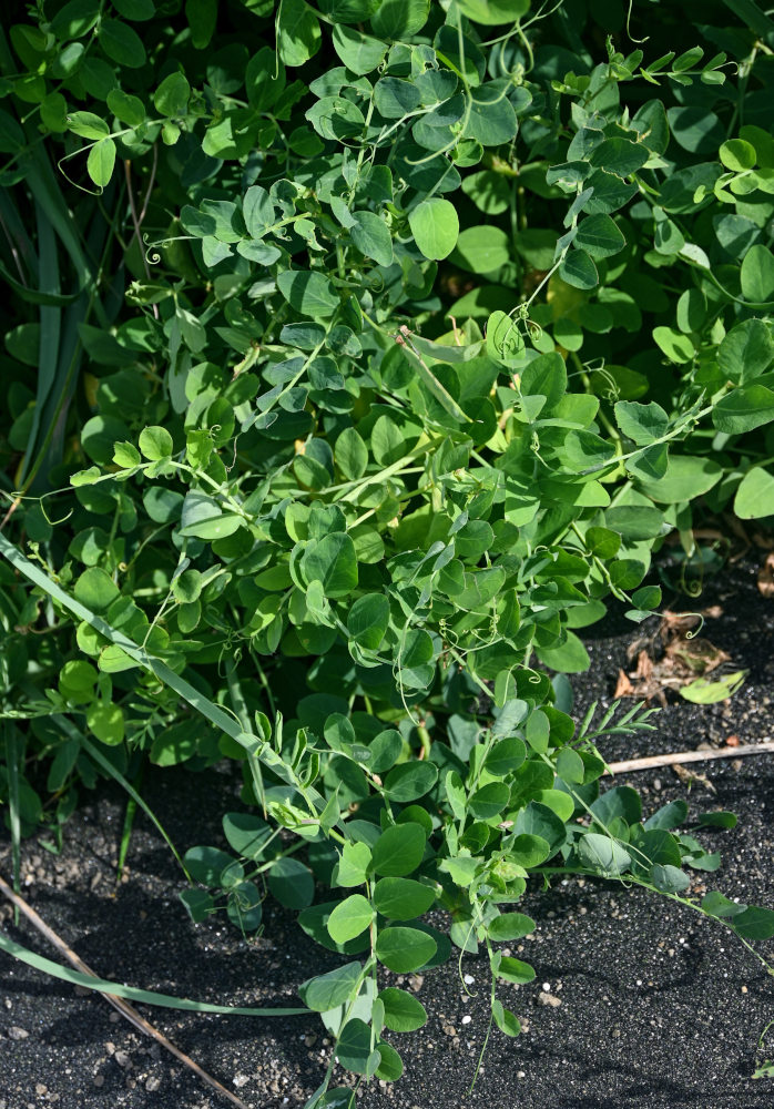 Изображение особи Lathyrus japonicus.