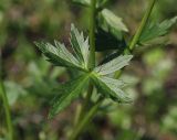genus Trollius