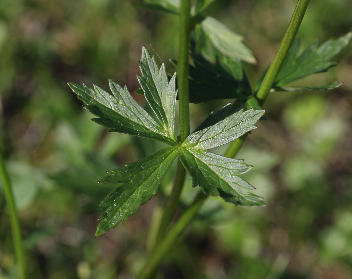 Image of genus Trollius specimen.