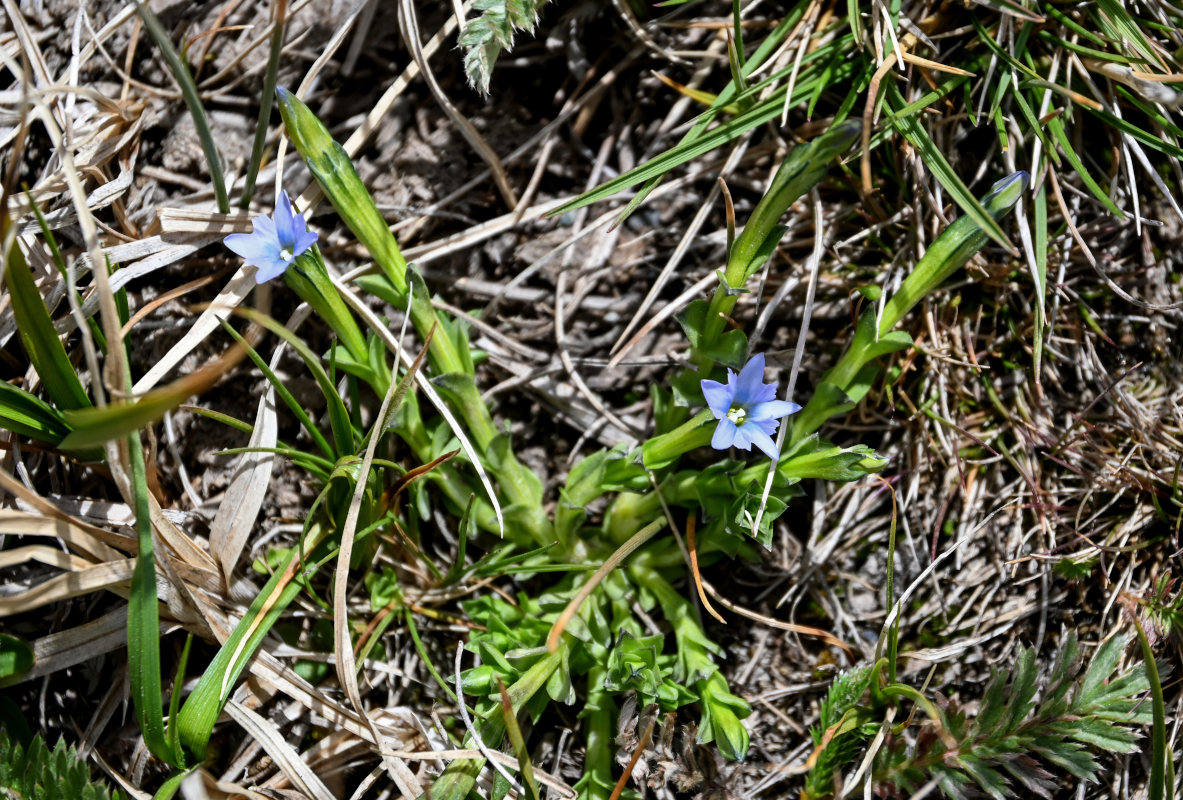 Image of Gentiana karelinii specimen.