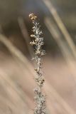 Artemisia pontica