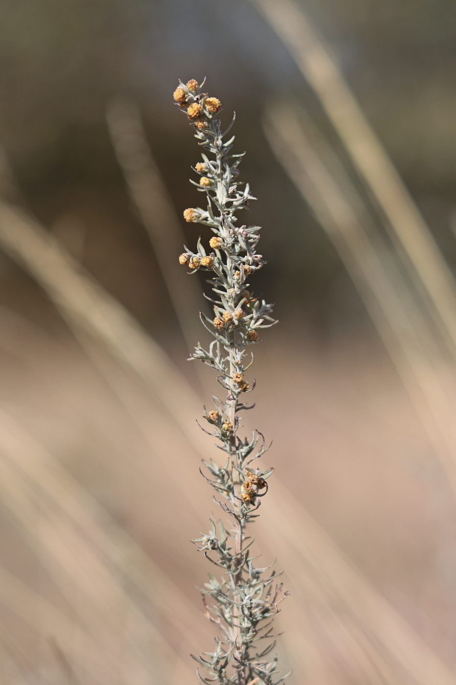 Image of Artemisia pontica specimen.