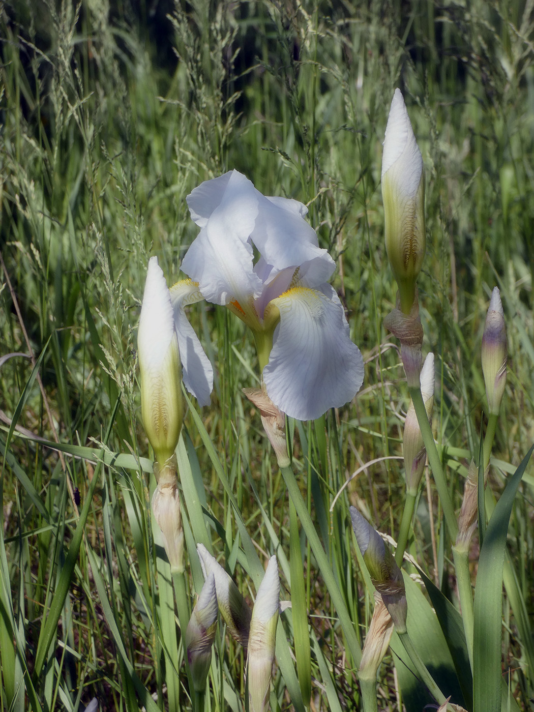 Изображение особи Iris florentina.
