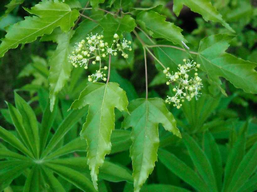 Image of Acer ginnala specimen.