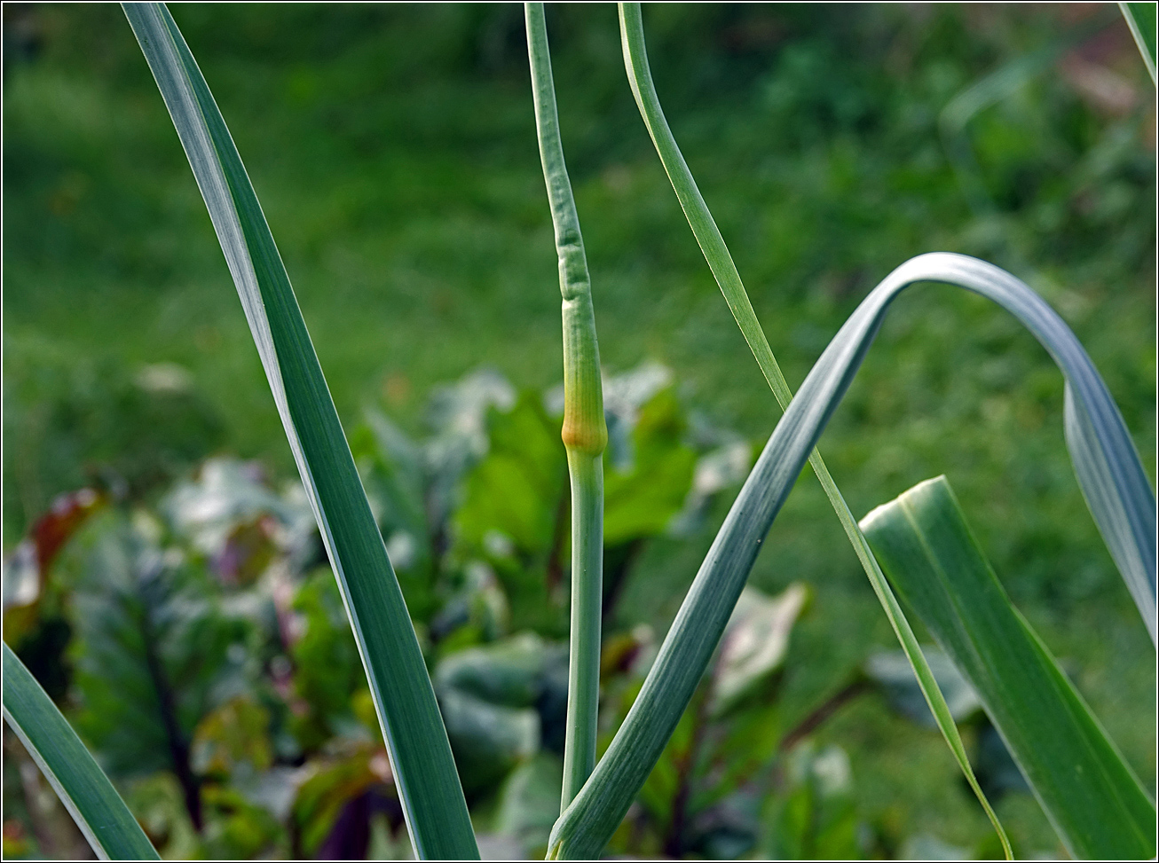 Изображение особи Allium porrum.