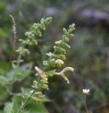 Salvia glutinosa. Соцветие. Чечня, Шаройский р-н, окр. Цеси, берег р. Цесиахк. 09.08.2023.