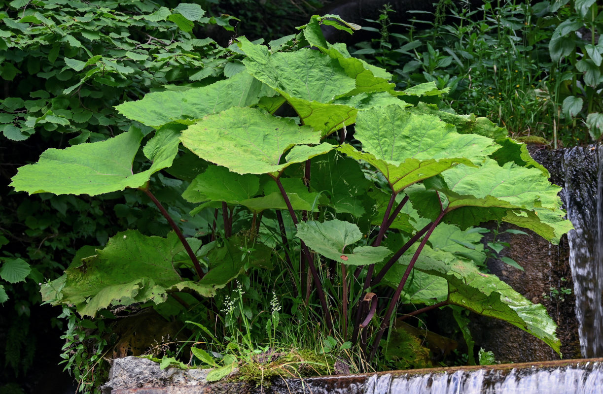 Изображение особи Petasites hybridus.