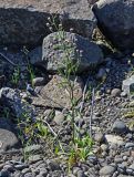 Erigeron acris