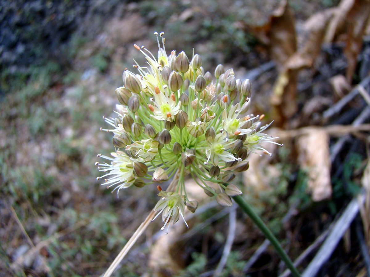 Изображение особи Allium cisferganense.