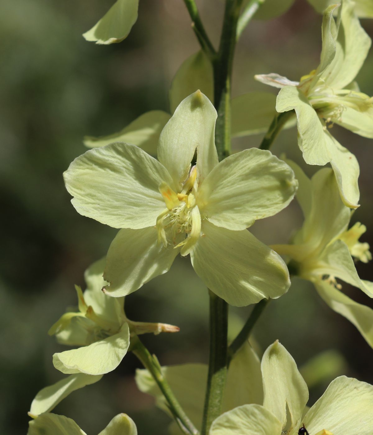 Image of Delphinium semibarbatum specimen.