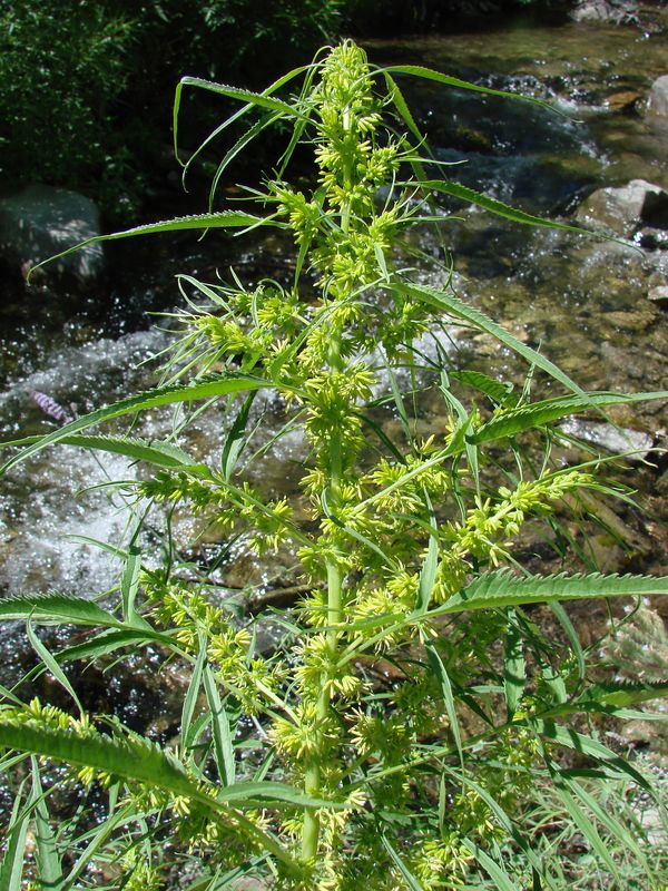 Image of Datisca cannabina specimen.