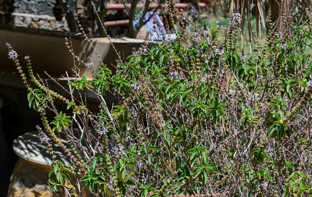 Image of Ocimum basilicum specimen.