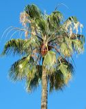 Washingtonia robusta