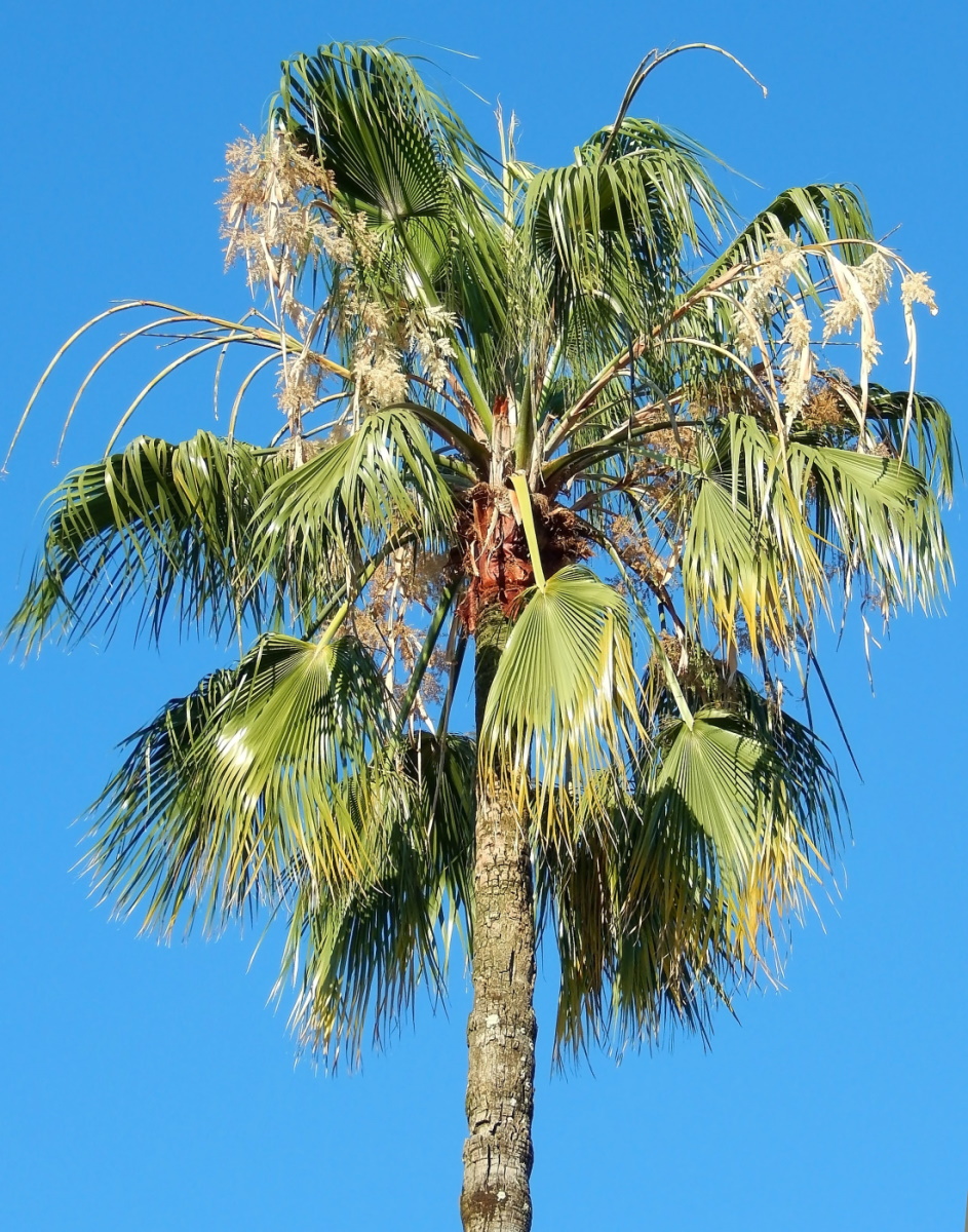 Изображение особи Washingtonia robusta.