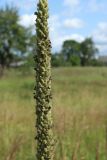 Verbascum thapsus. Часть соплодия. Беларусь, Витебская обл., пос. Езерище, дол. р. Оболь у плотины, нарушенный сырой луг, на участке обнажённого грунта. 31.07.2023.