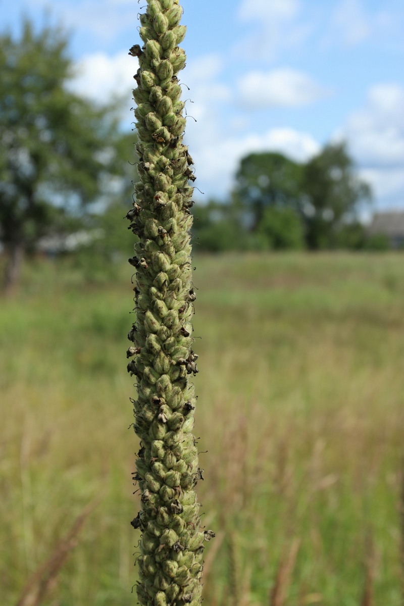 Изображение особи Verbascum thapsus.