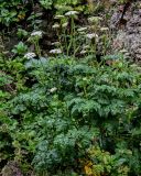 Conioselinum chinense