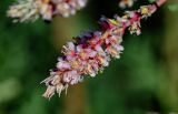 Myricaria bracteata