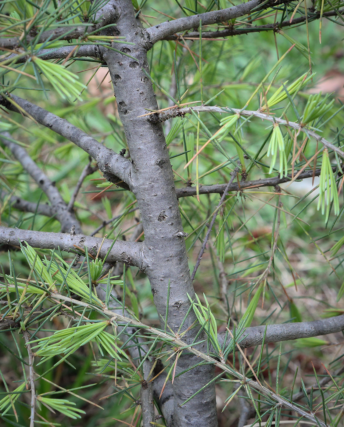 Изображение особи Cedrus deodara.