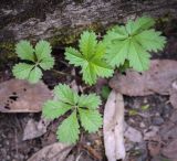 genus Potentilla