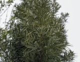 Podocarpus macrophyllus. Верхушка веточки. Абхазия, Гагрский р-н, с. Лдзаа, частный сад. 13.04.2024.