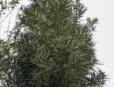 Podocarpus macrophyllus