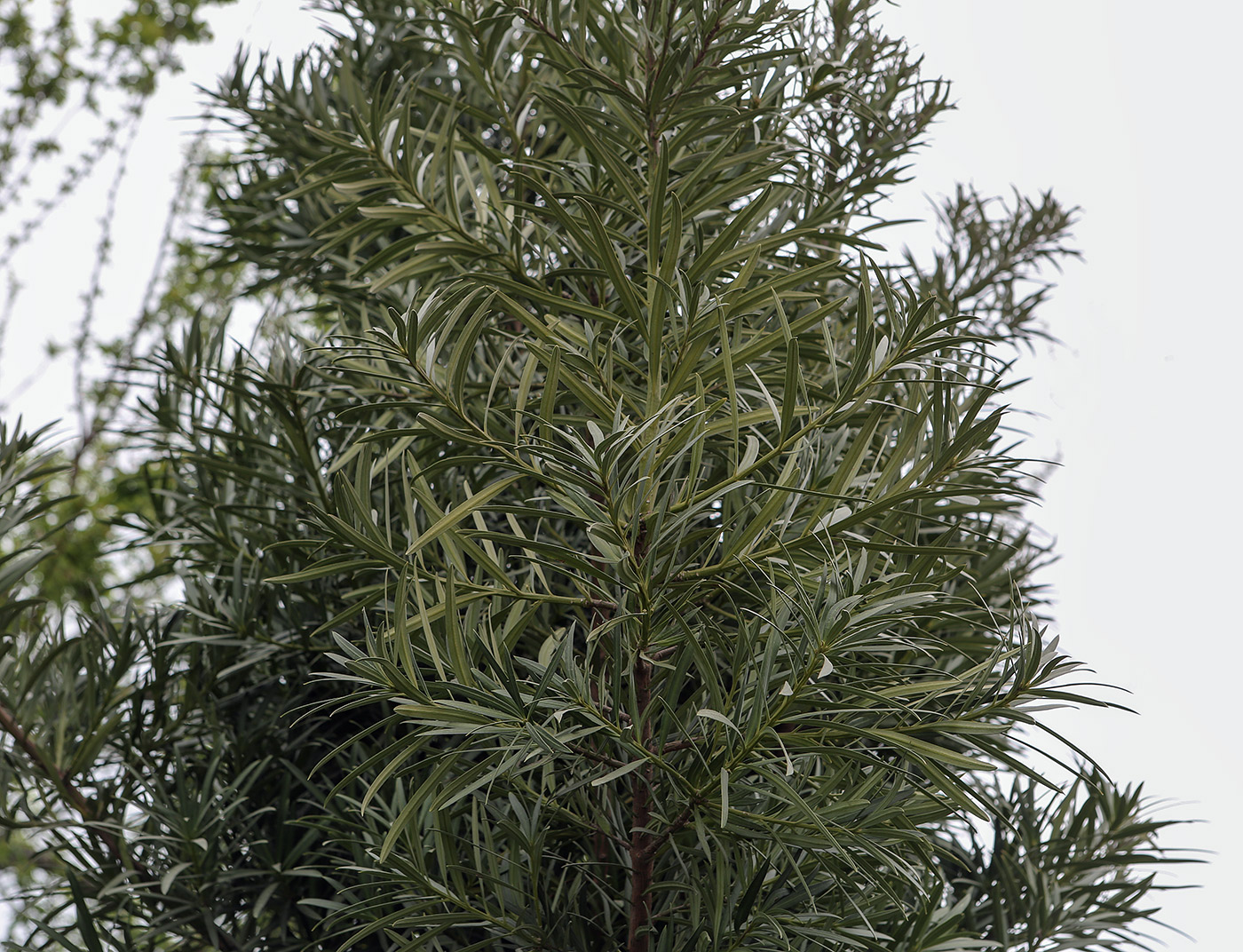 Image of Podocarpus macrophyllus specimen.