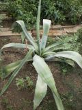 Agave americana