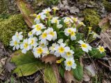 Primula vulgaris